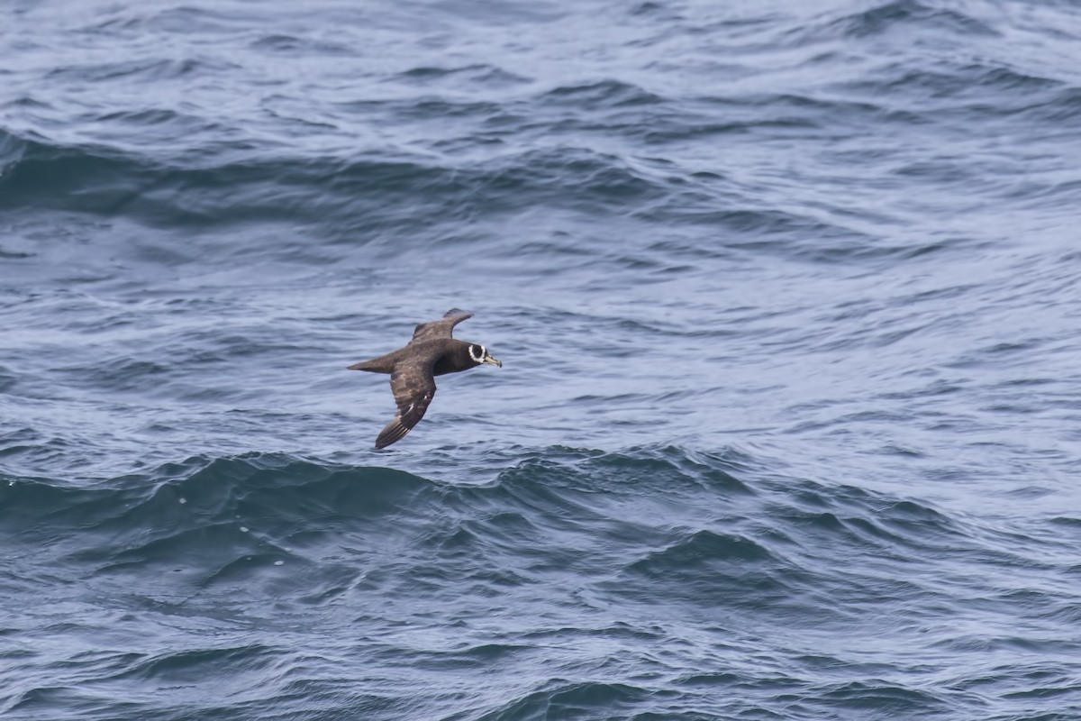 Spectacled Petrel - Simon Lane