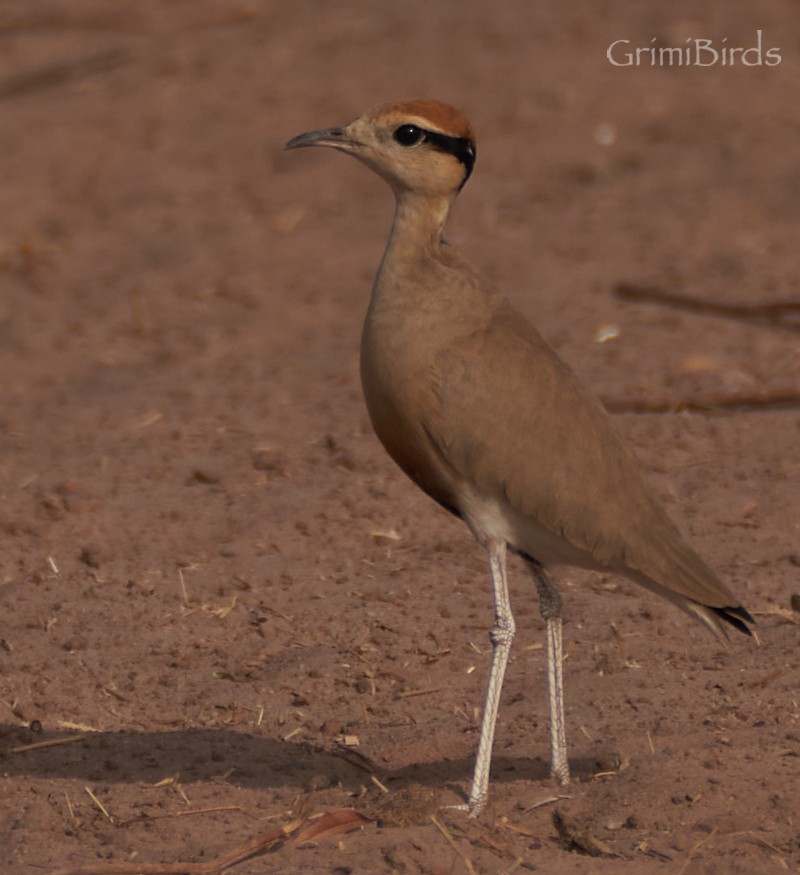 Temminck's Courser - ML615537528