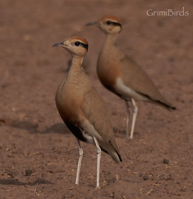 Temminck's Courser - ML615537529