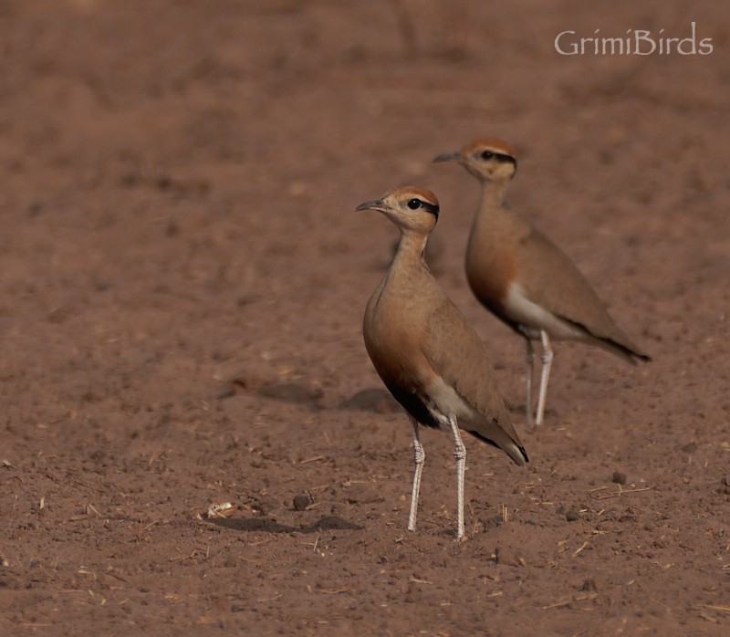 Temminck's Courser - ML615537530