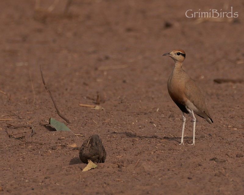 Temminck's Courser - ML615537531