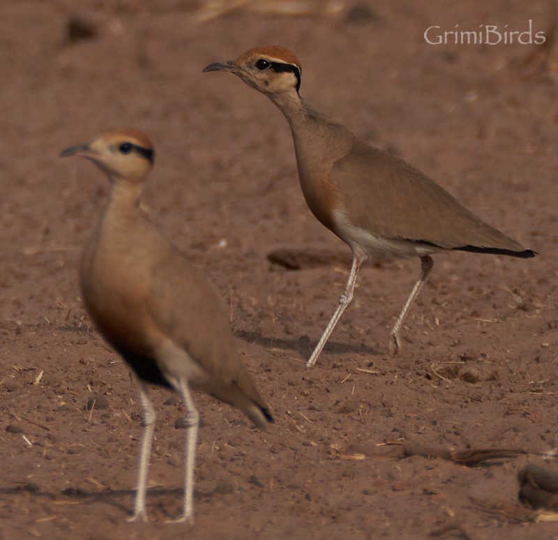 Temminck's Courser - ML615537532