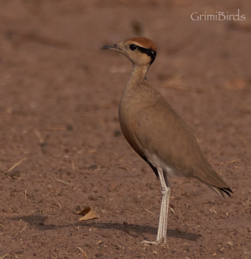 Temminck's Courser - ML615537533