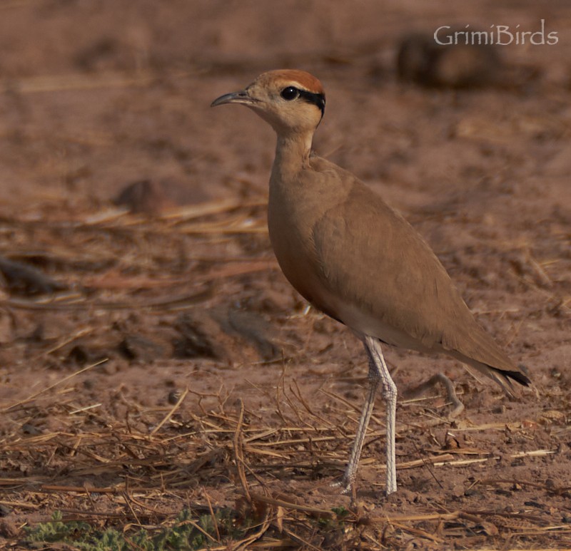 Temminck's Courser - ML615537534