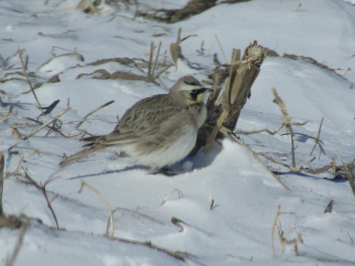 Horned Lark - Jane Revell