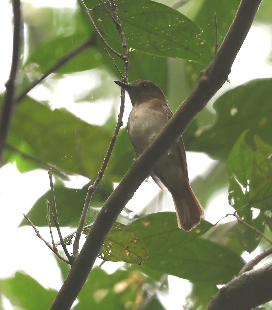 Chestnut-tailed Jungle Flycatcher (Philippine) - Mika Ohtonen
