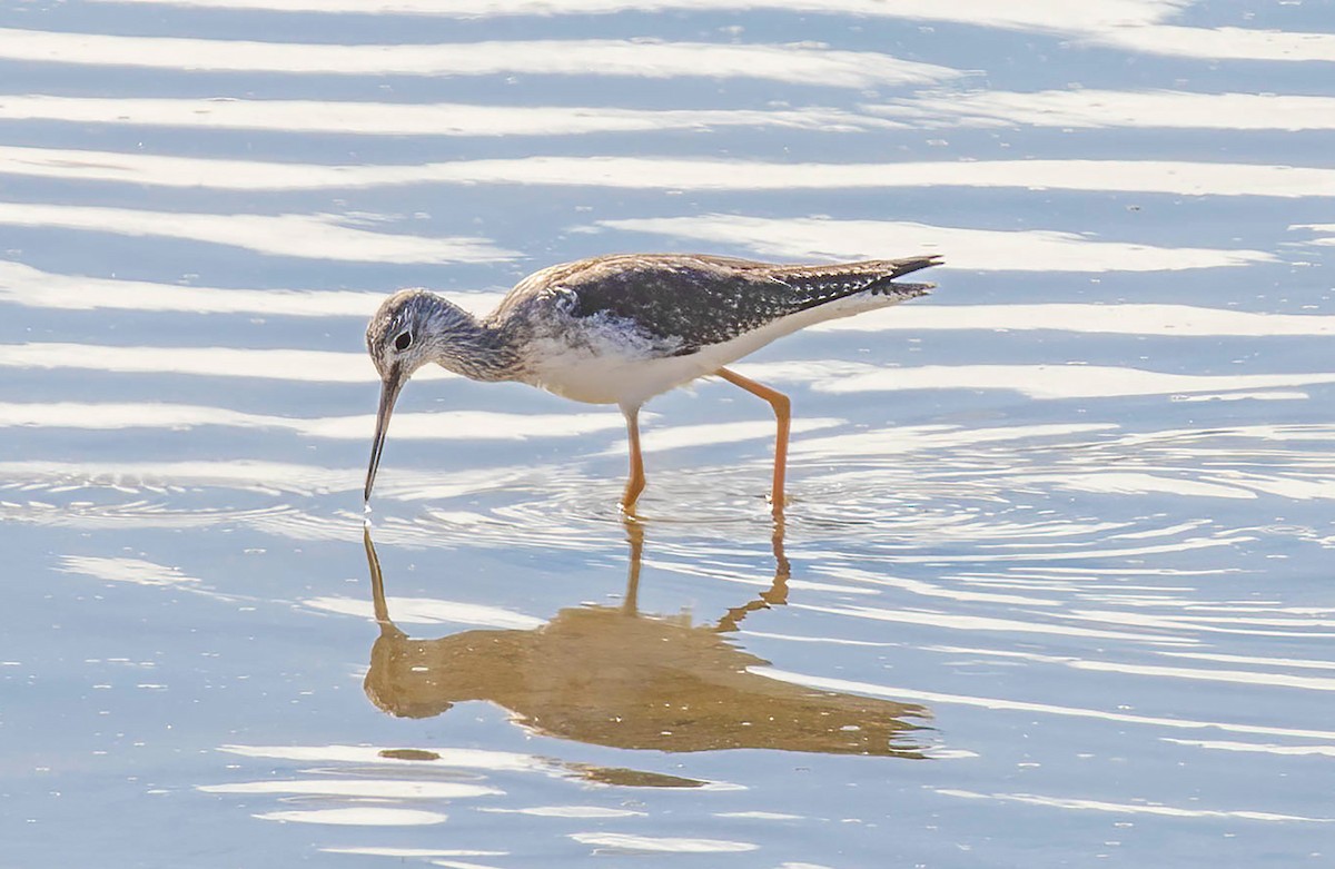 Greater Yellowlegs - ML615537548