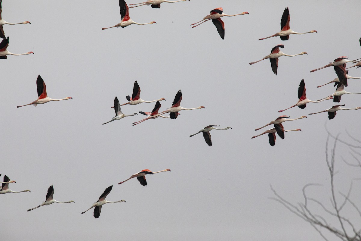 Greater Flamingo - ML615537556