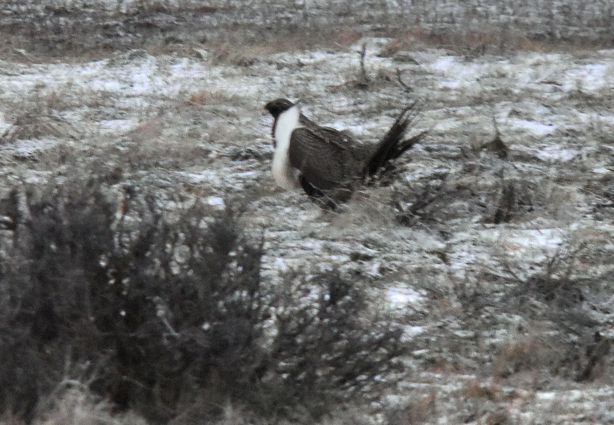 Greater Sage-Grouse - Ken Pahlas