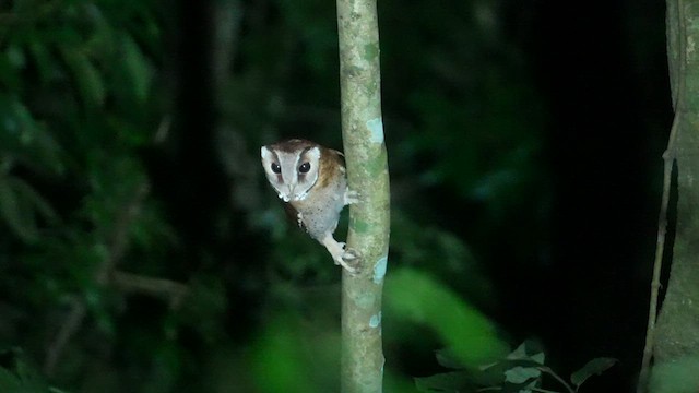 Oriental Bay-Owl - ML615537636