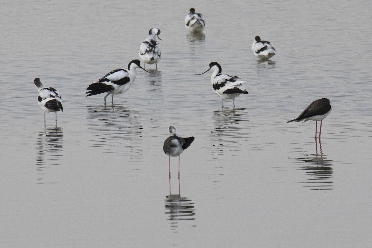 Pied Avocet - ML615537648