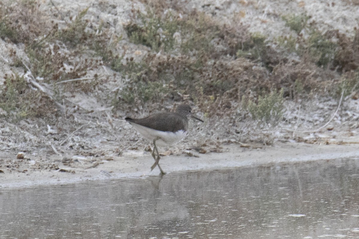 Green Sandpiper - ML615537657