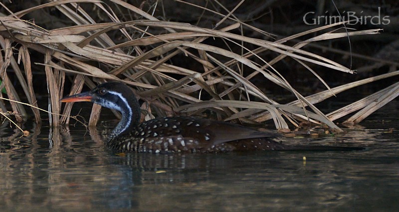 African Finfoot - ML615537687