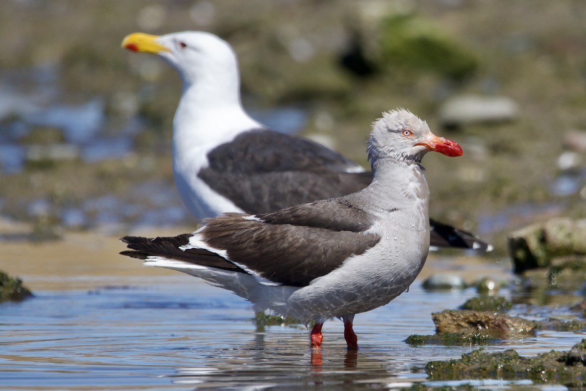 Dolphin Gull - Dimitris Salas