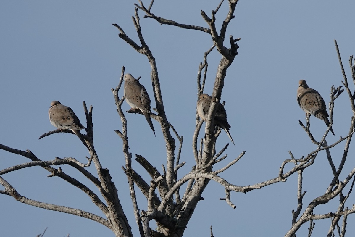 Mourning Dove - ML615537731