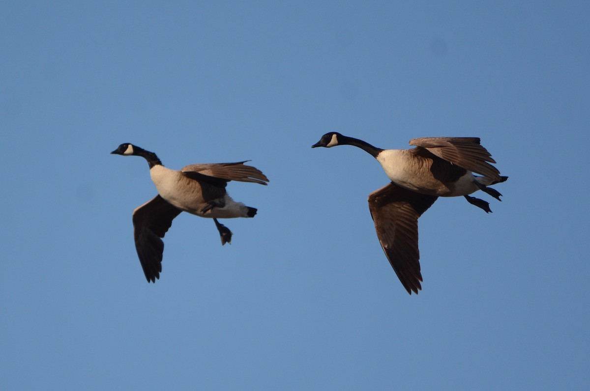 Canada Goose - ML615537732