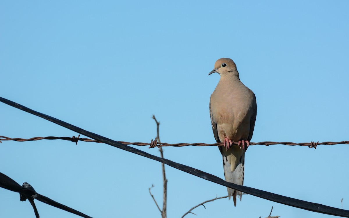 Mourning Dove - ML615537734