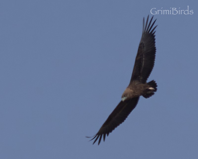 Bateleur des savanes - ML615537745