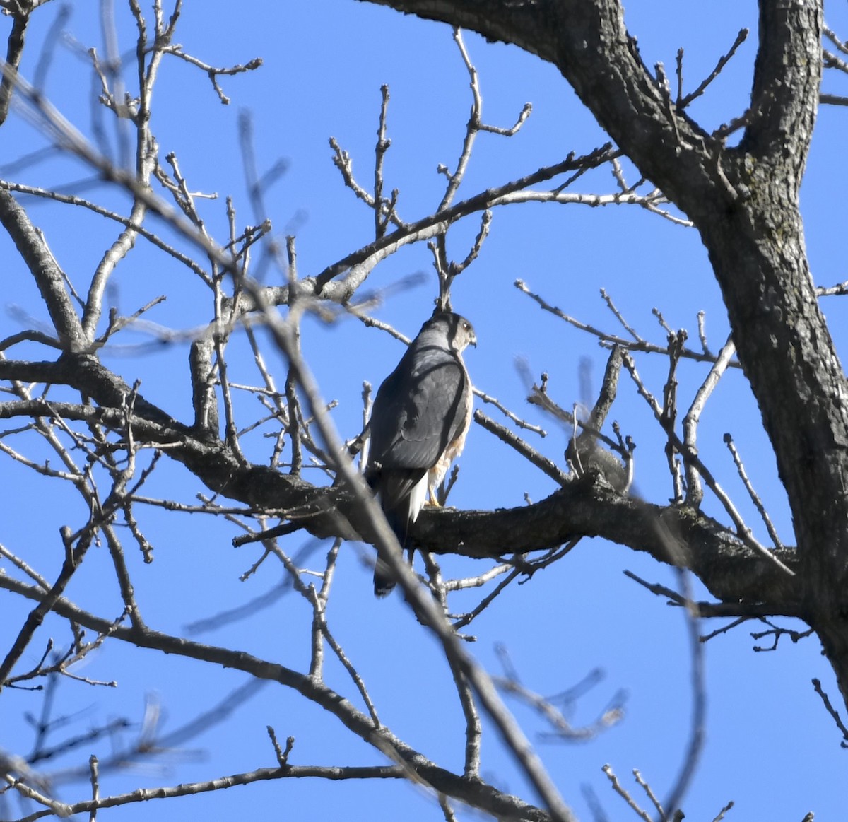 Cooper's Hawk - ML615537768