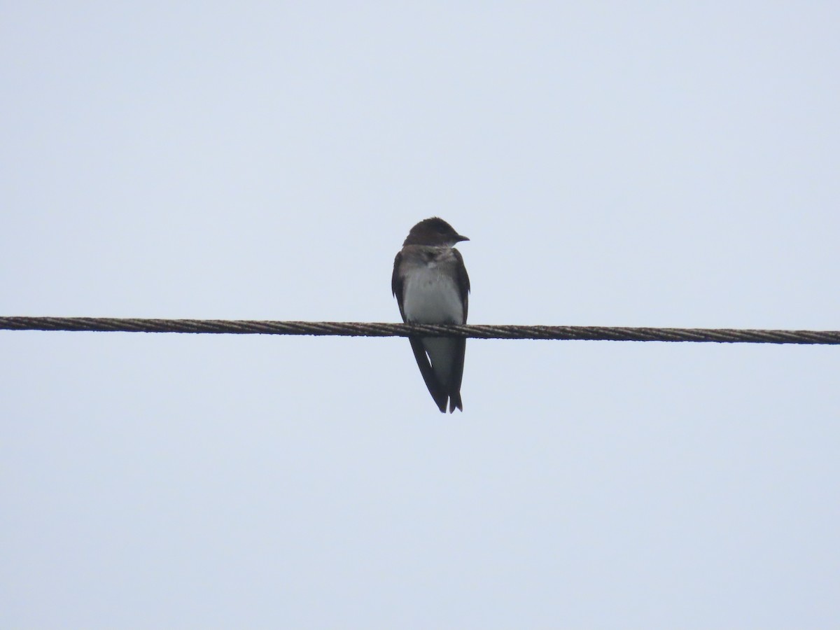 Gray-breasted Martin - ML615537780