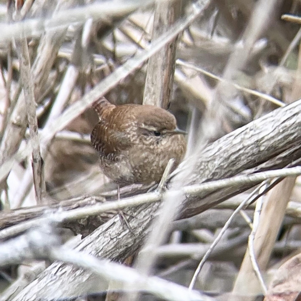 Winter Wren - ML615537819