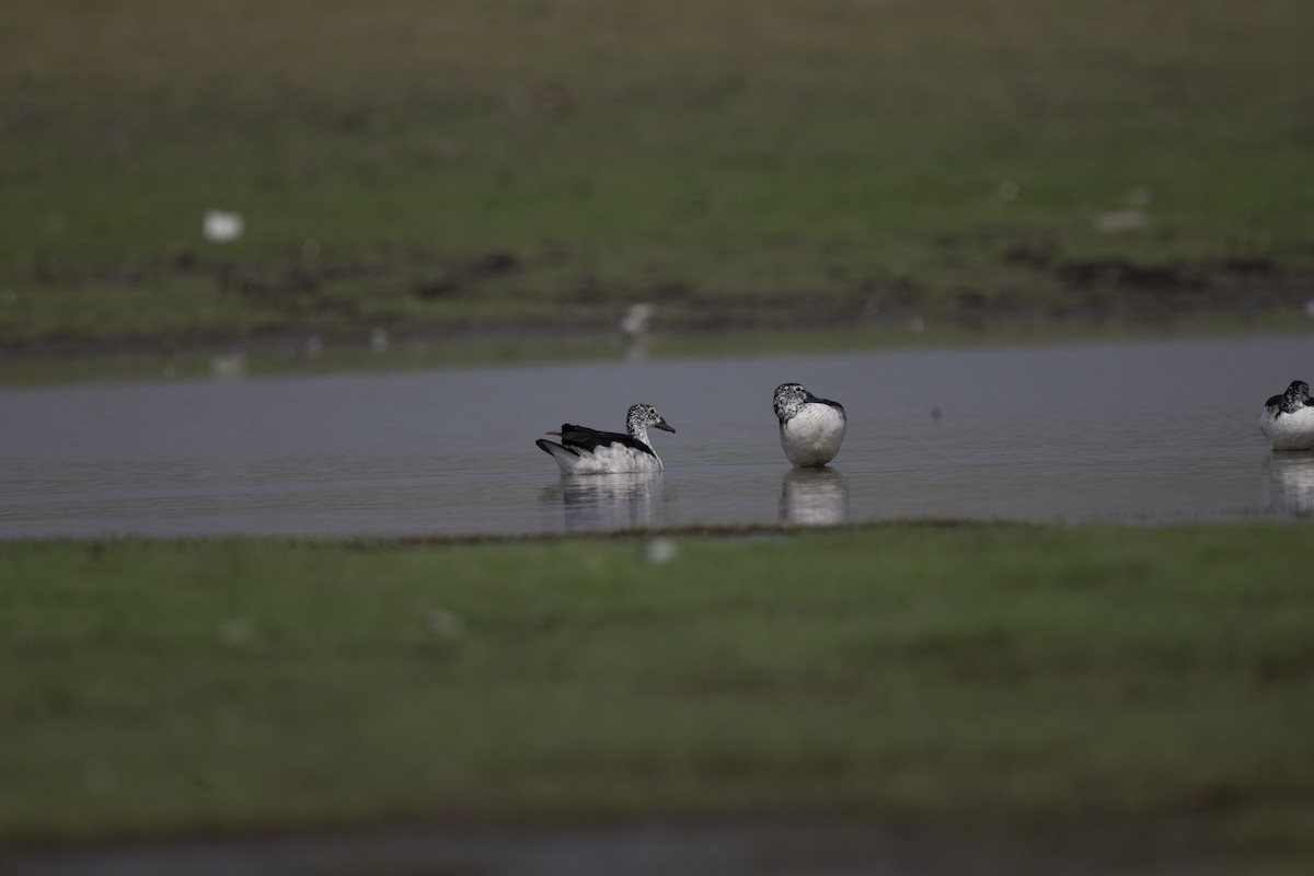 Knob-billed Duck - ML615537874