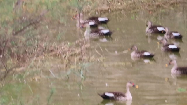 Indian Spot-billed Duck - ML615537974