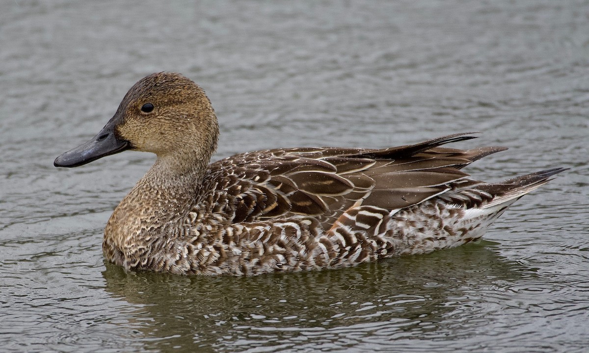 Northern Pintail - Leon Meintjes