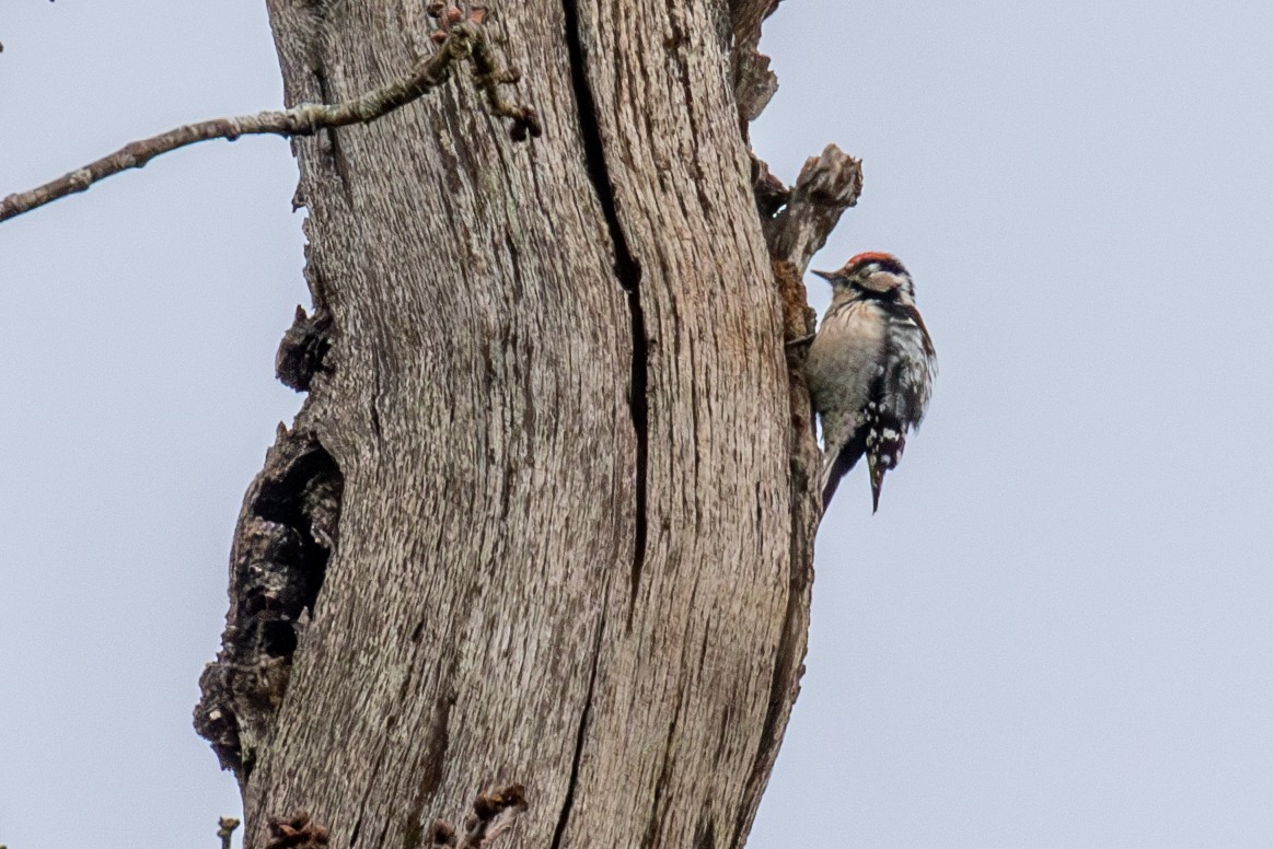 Lesser Spotted Woodpecker - ML615537987