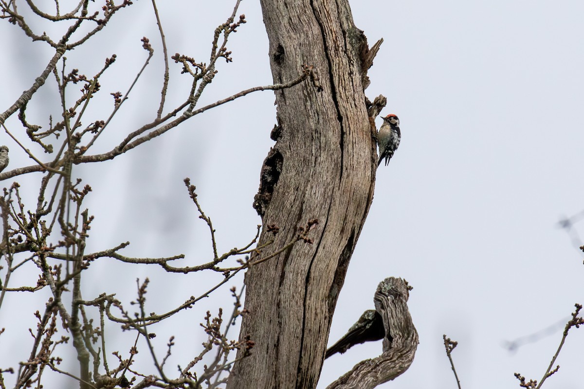 Lesser Spotted Woodpecker - ML615537989
