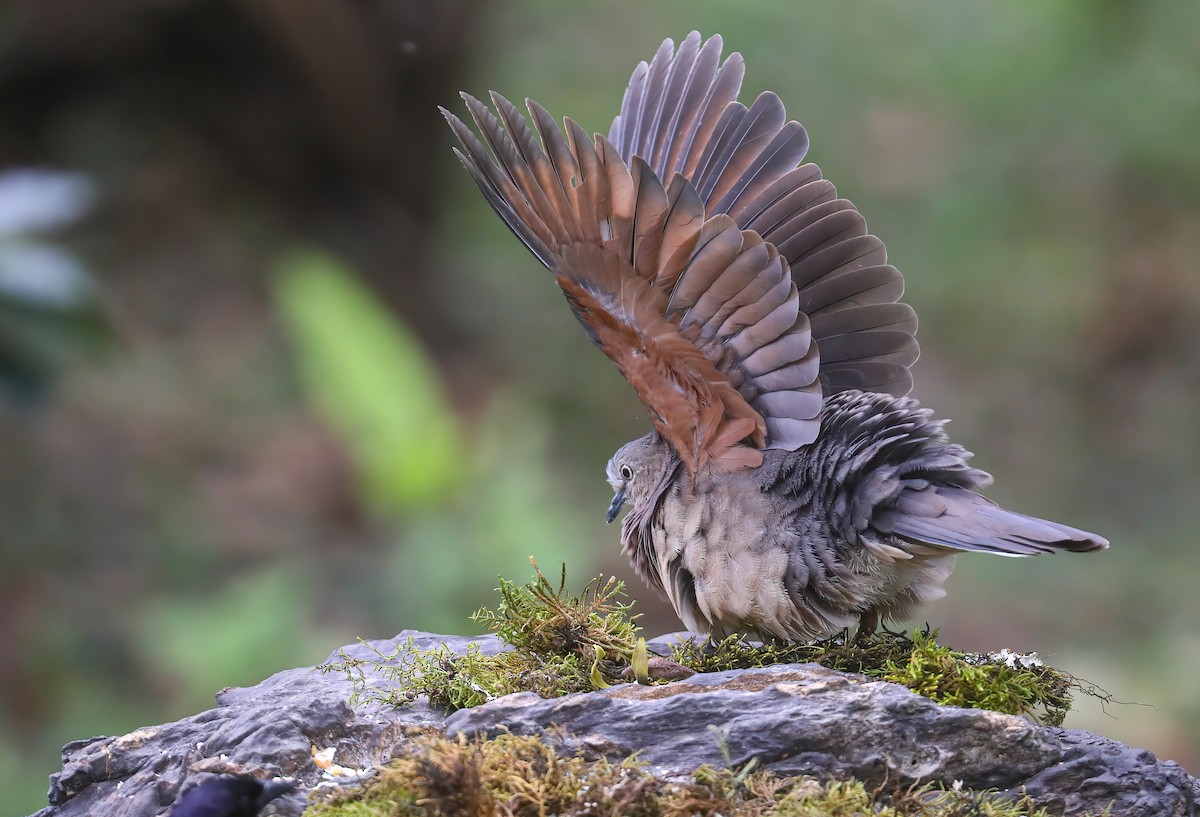 Tolima Dove - ML615538024