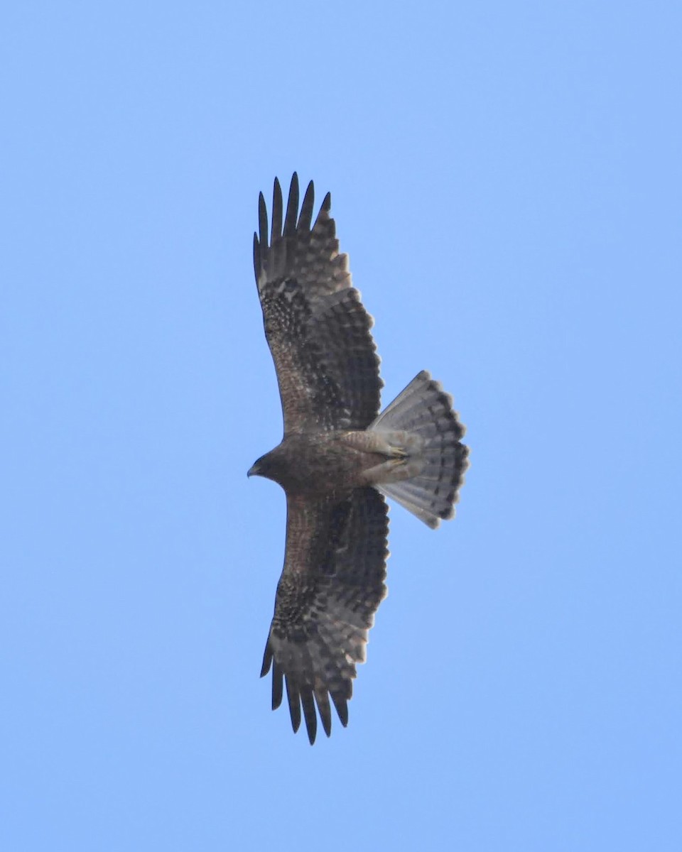 Booted Eagle - Thrilok Narayanappa