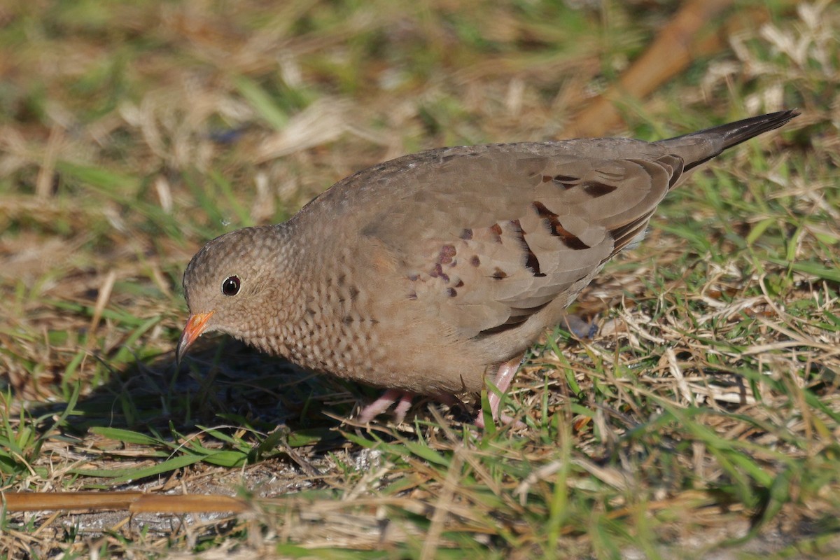 Common Ground Dove - ML615538156