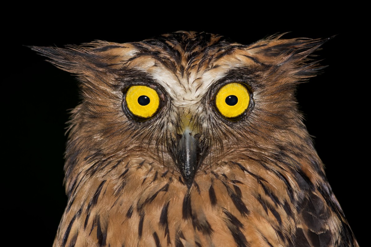 Buffy Fish-Owl - ML615538176