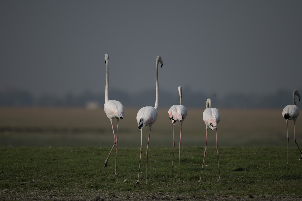 Greater Flamingo - Shuvadip Som