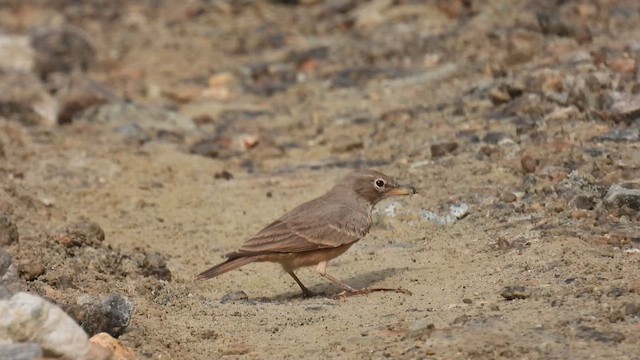 Desert Lark - ML615538194