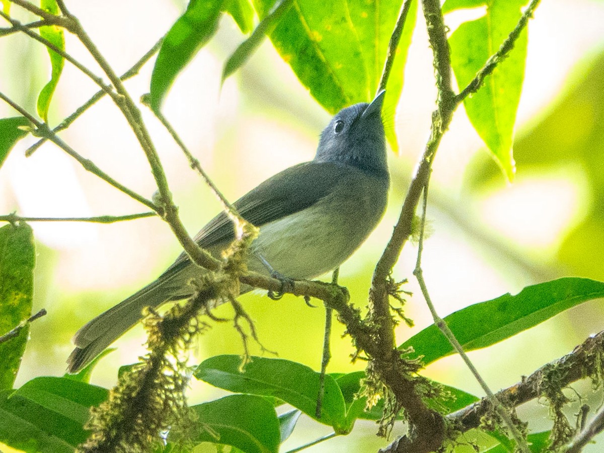 Black-naped Monarch - ML615538320