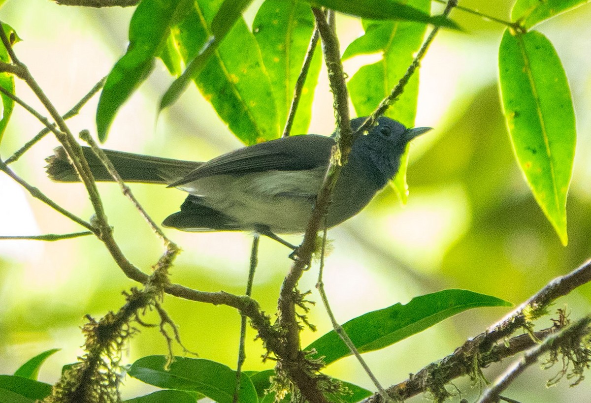 Black-naped Monarch - ML615538321