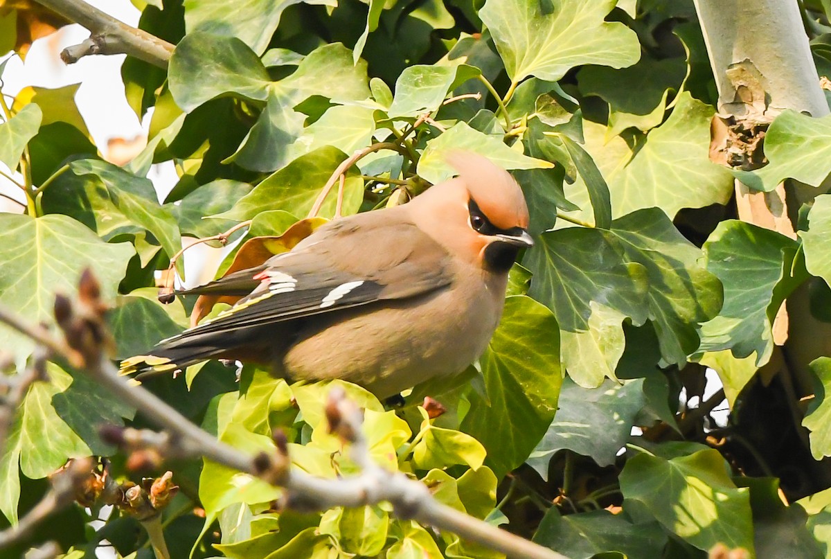 Bohemian Waxwing - ML615538322