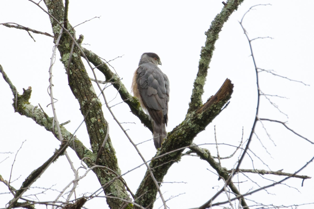 Cooper's Hawk - ML615538358