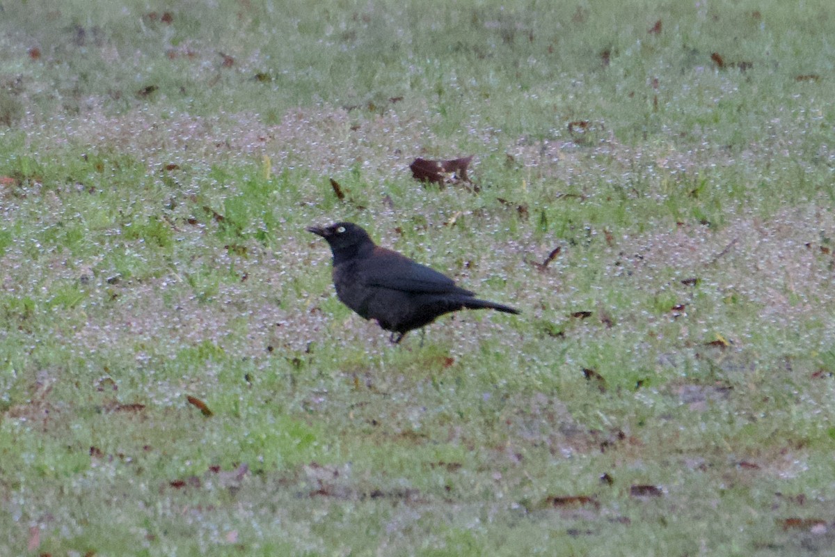 Rusty Blackbird - ML615538365