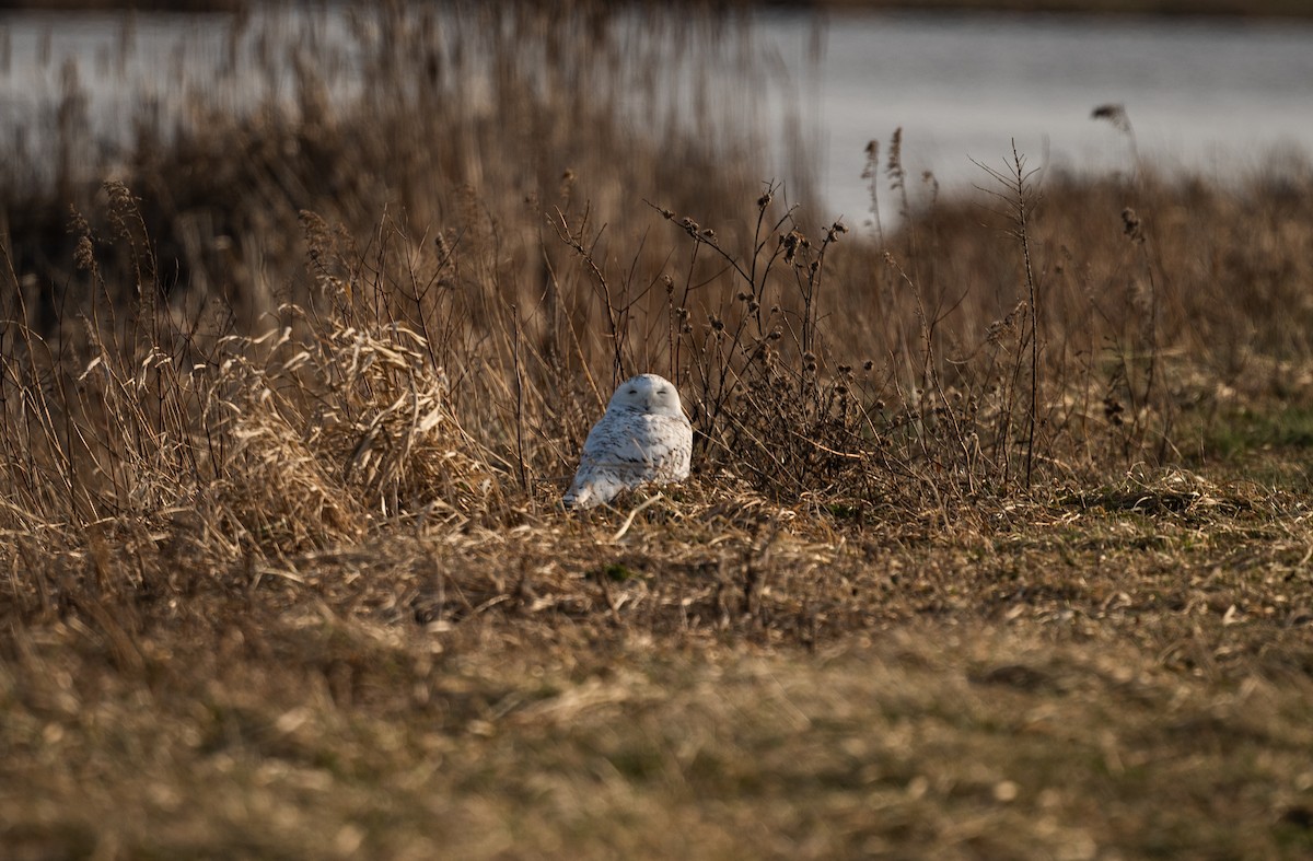 Snowy Owl - Karen Lee Lewis