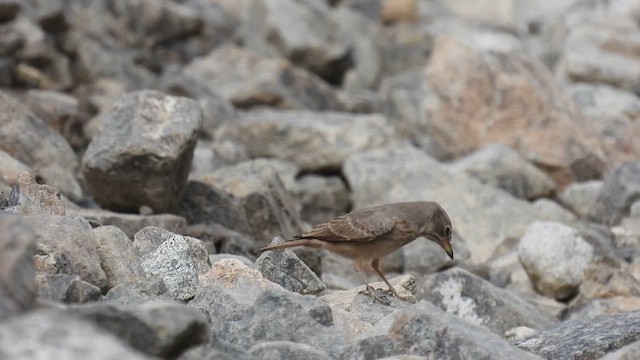 Desert Lark - ML615538402