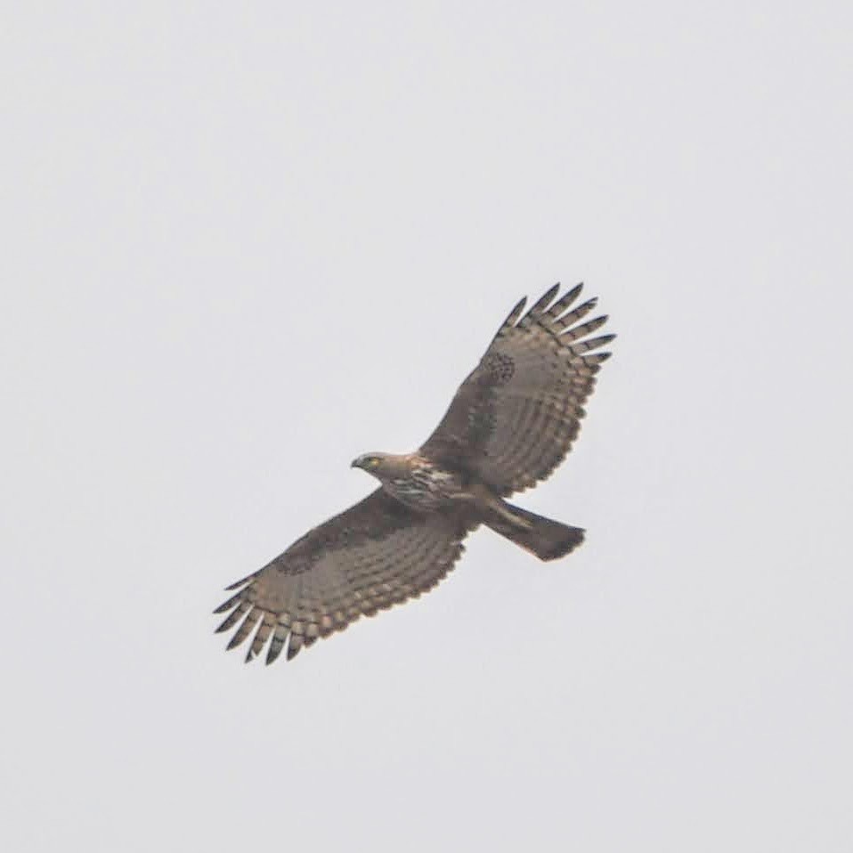 Changeable Hawk-Eagle - Thrilok Narayanappa