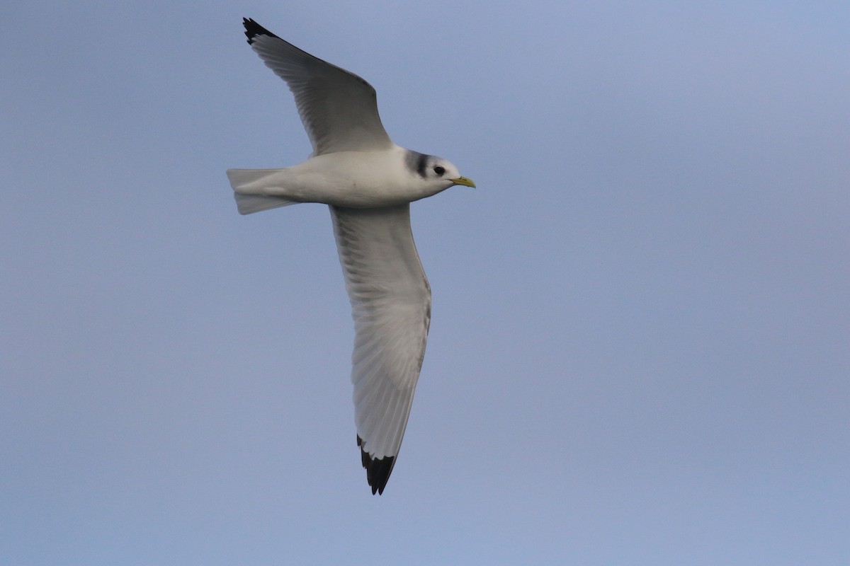 Black-legged Kittiwake - ML615538536