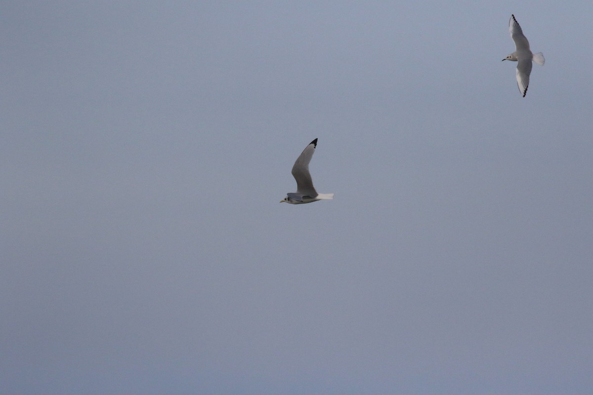 Black-legged Kittiwake - ML615538568