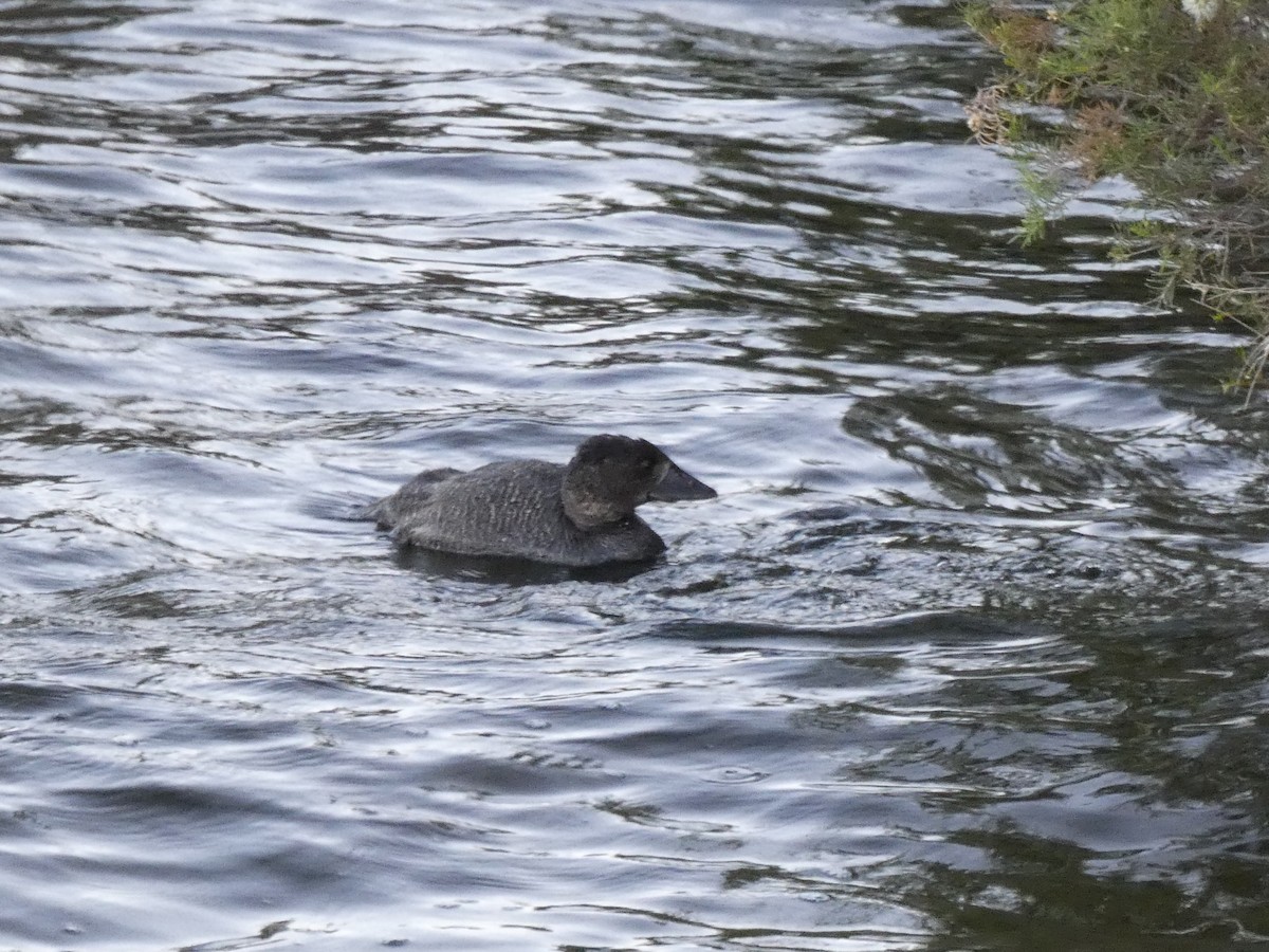 Musk Duck - ML615538573