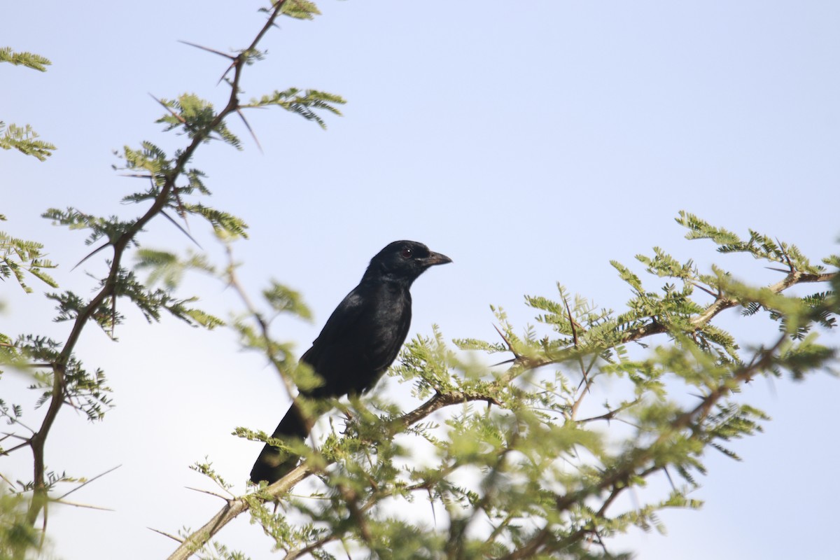 Coastal Boubou - ML615538605