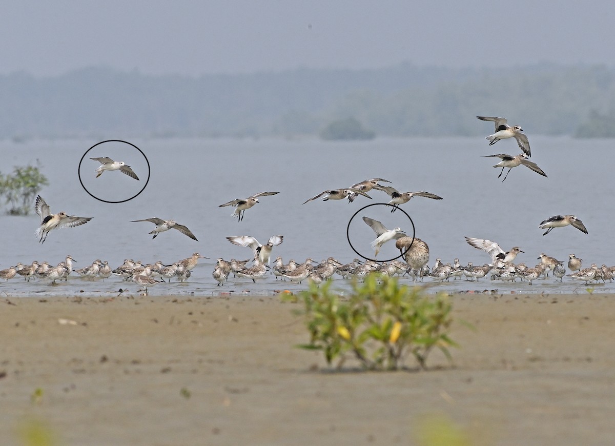 Nordmann's Greenshank - Supratim Mukherjee