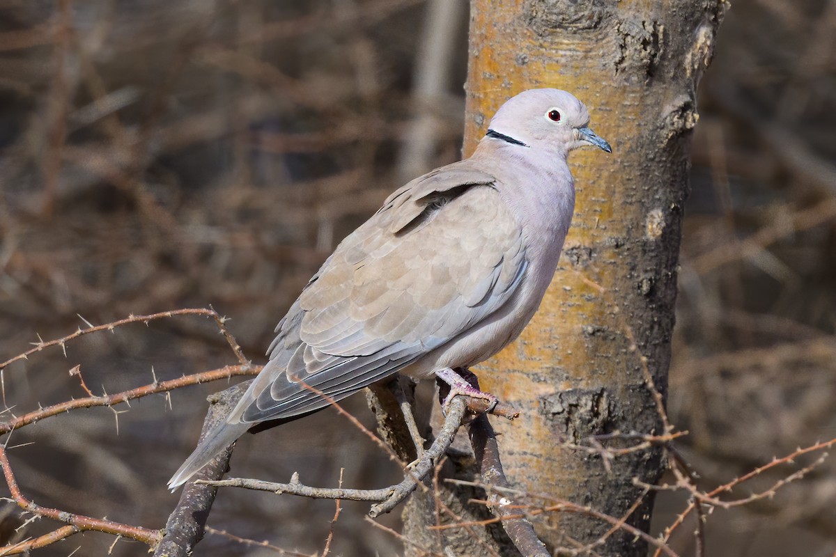 African Collared-Dove - ML615538614